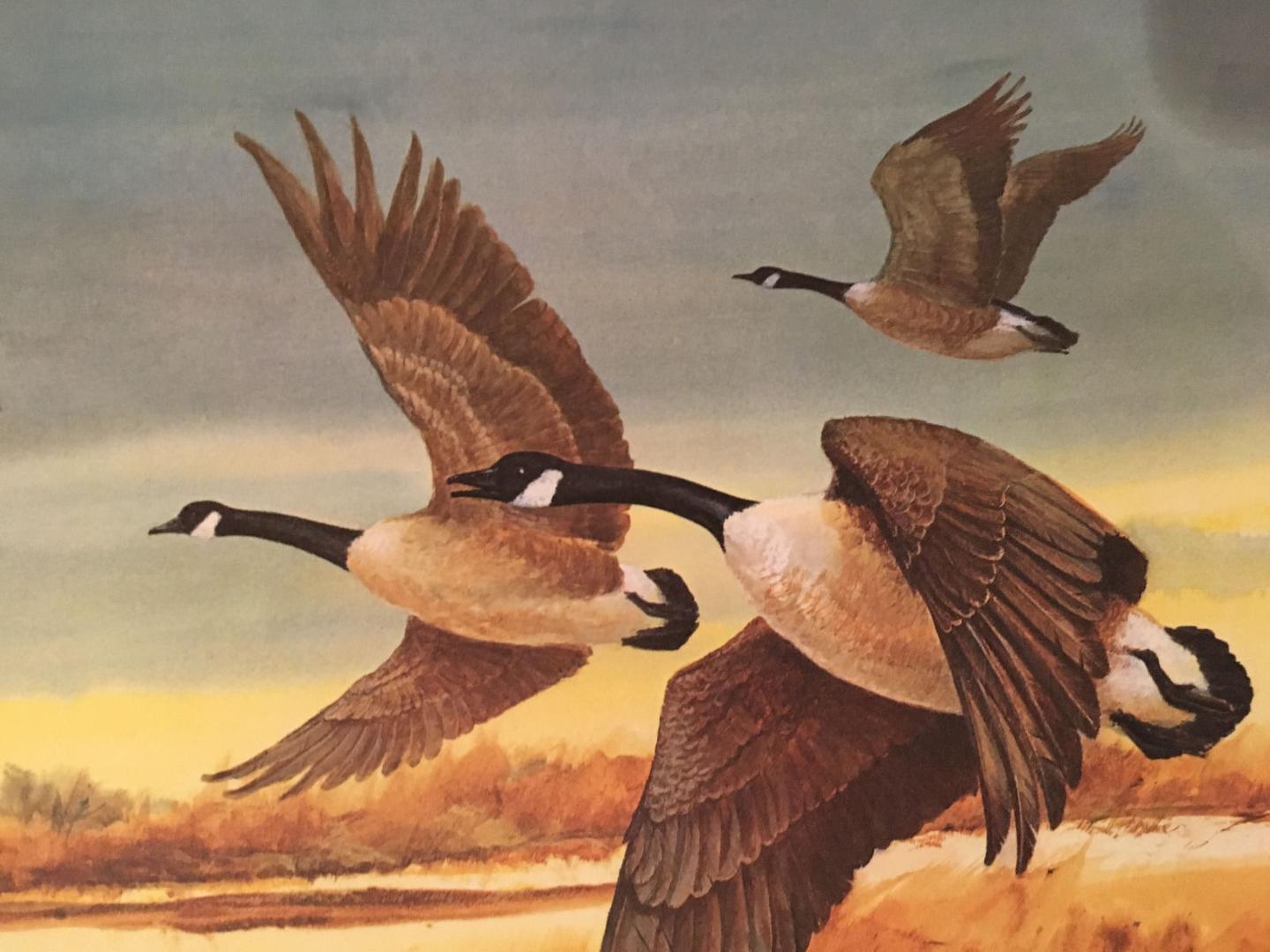 Honker, Jack DeLoney