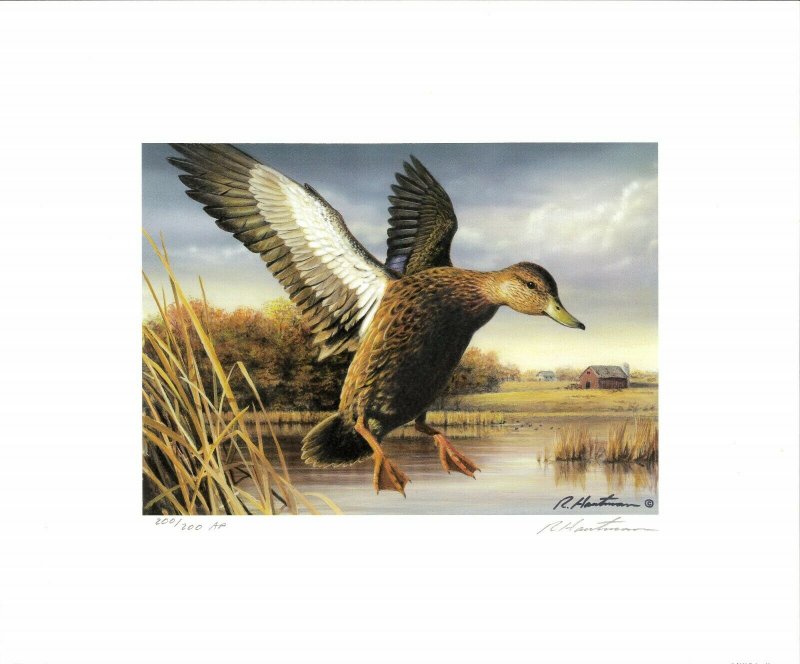 American Black Duck, Robert Hautman