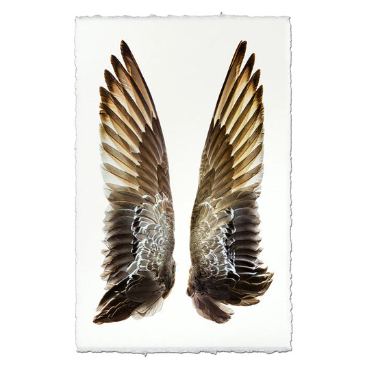Gadwell Duck Wings