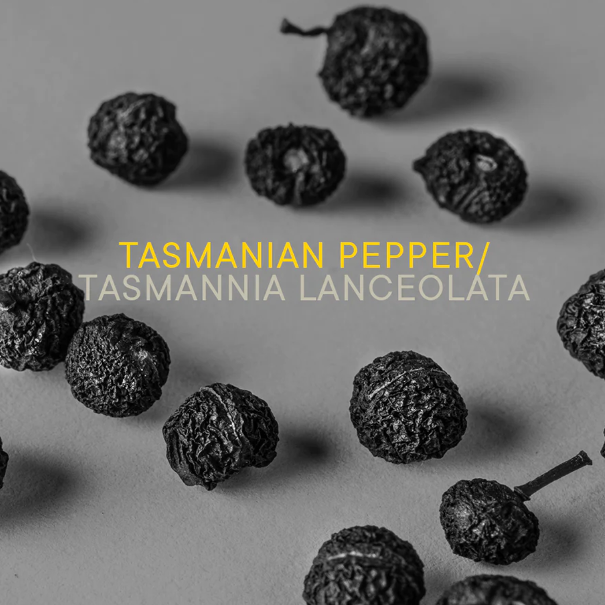 Body Wash - Tasmalan Leather