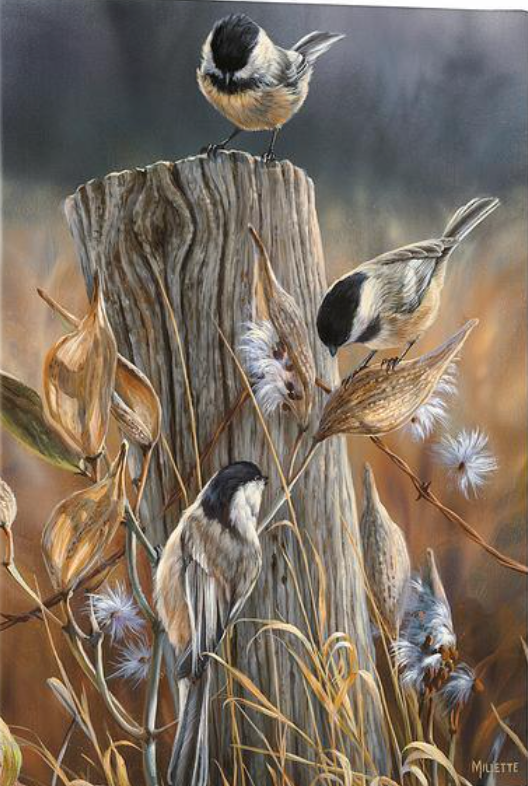 Autumn-Black Capped Chickadee. Rosemary Millette