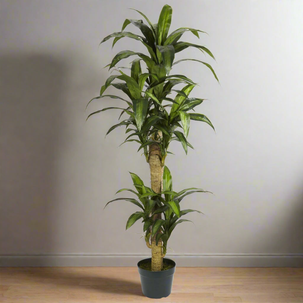 5' Yucca Silk Plant