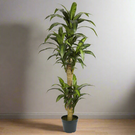 5' Yucca Silk Plant