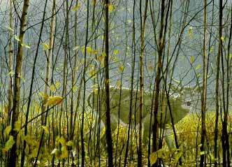 White Tailed Deer. Robert Bateman