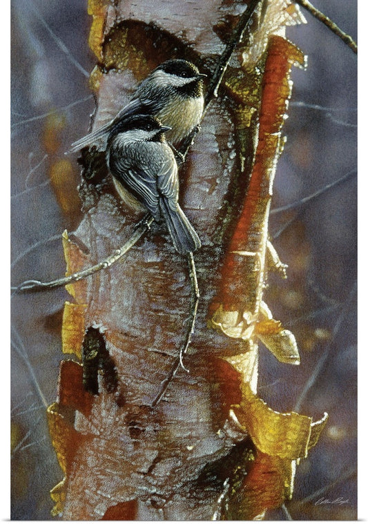 Autumn-Black Capped Chickadee. Rosemary Millette