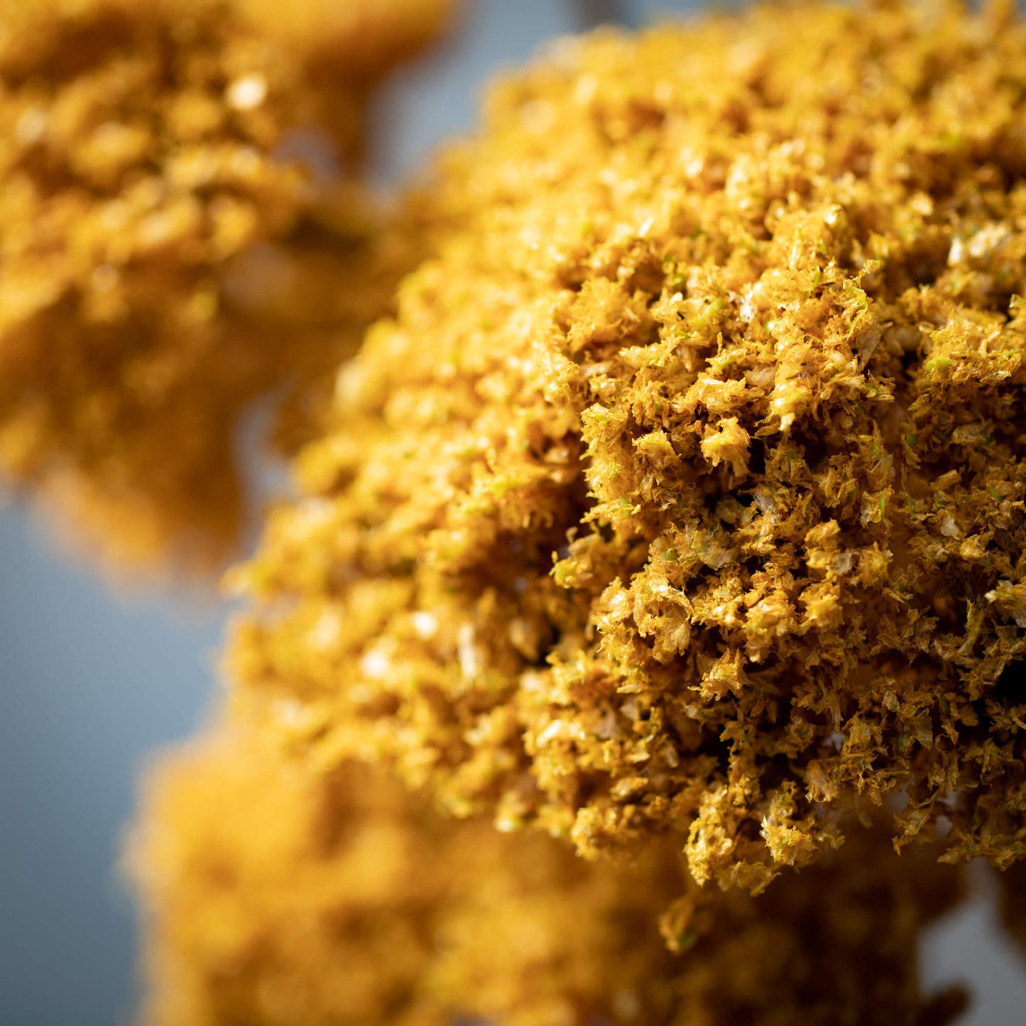 MUSTARD YELLOW YARROW BUNCH