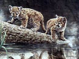 Reflections - Cougar, Charles Frace