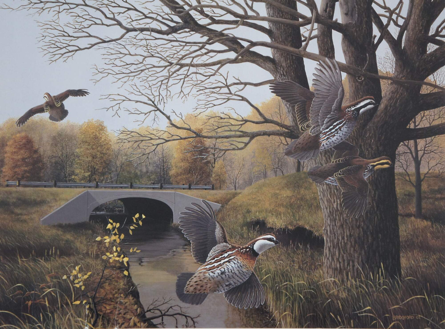 Bobwhites, Paul Bridgford