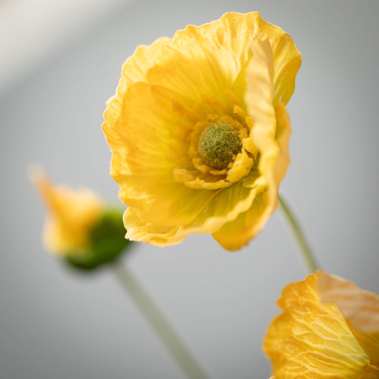 Poppy Long Stem , Yellow