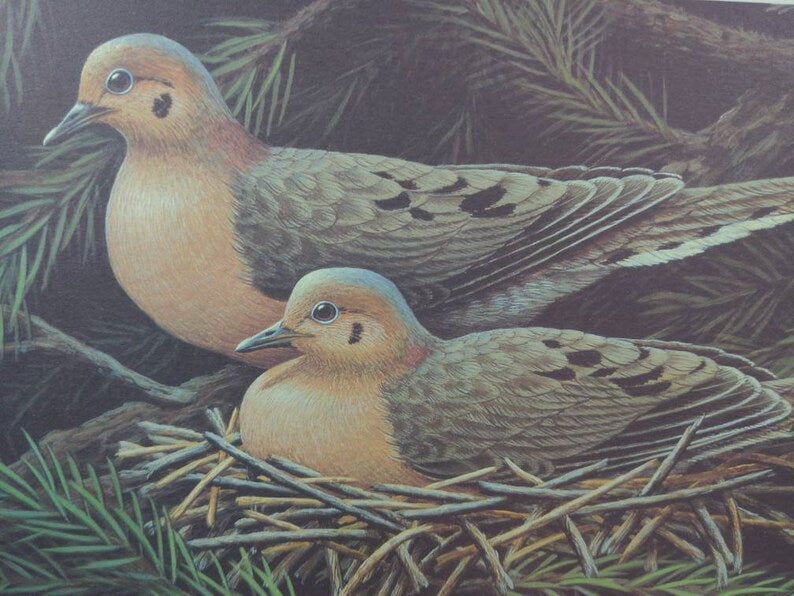 Mourning Doves, Jack Hahn