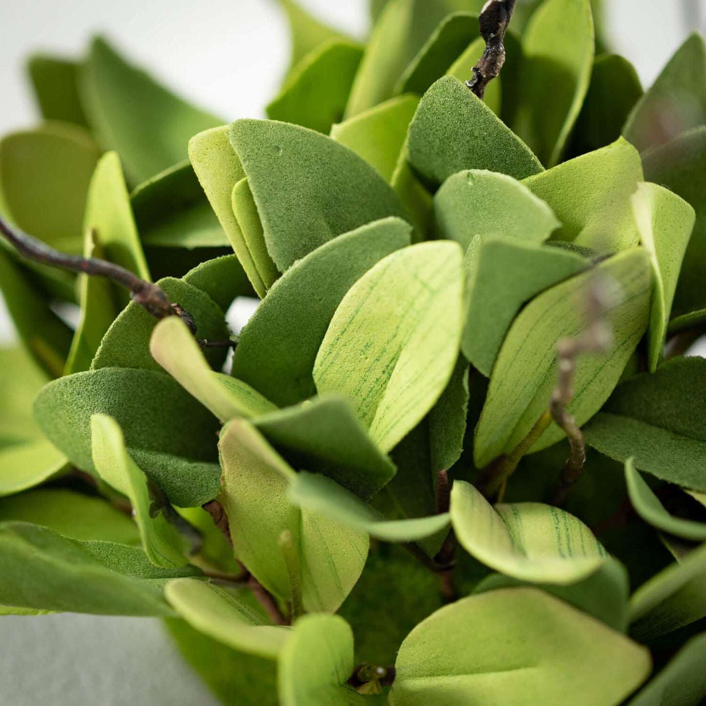 RUSCUS LEAFY TWIG PICK