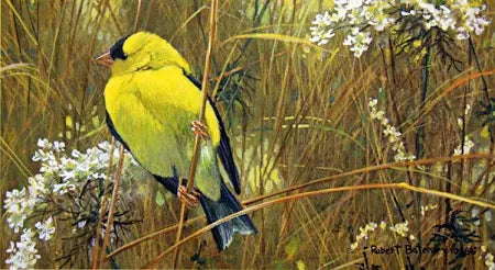 Goldfinch In The Meadow