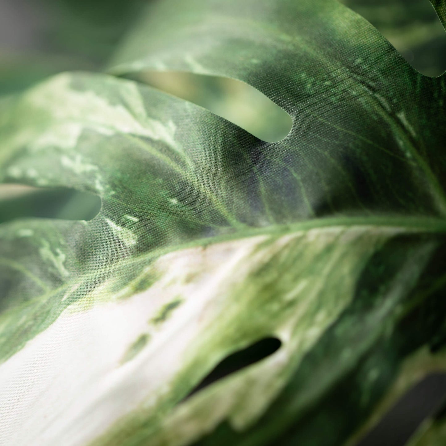 Verigated Leaf