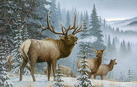 Storms End Rocky Mountain Elk. Larry Zach