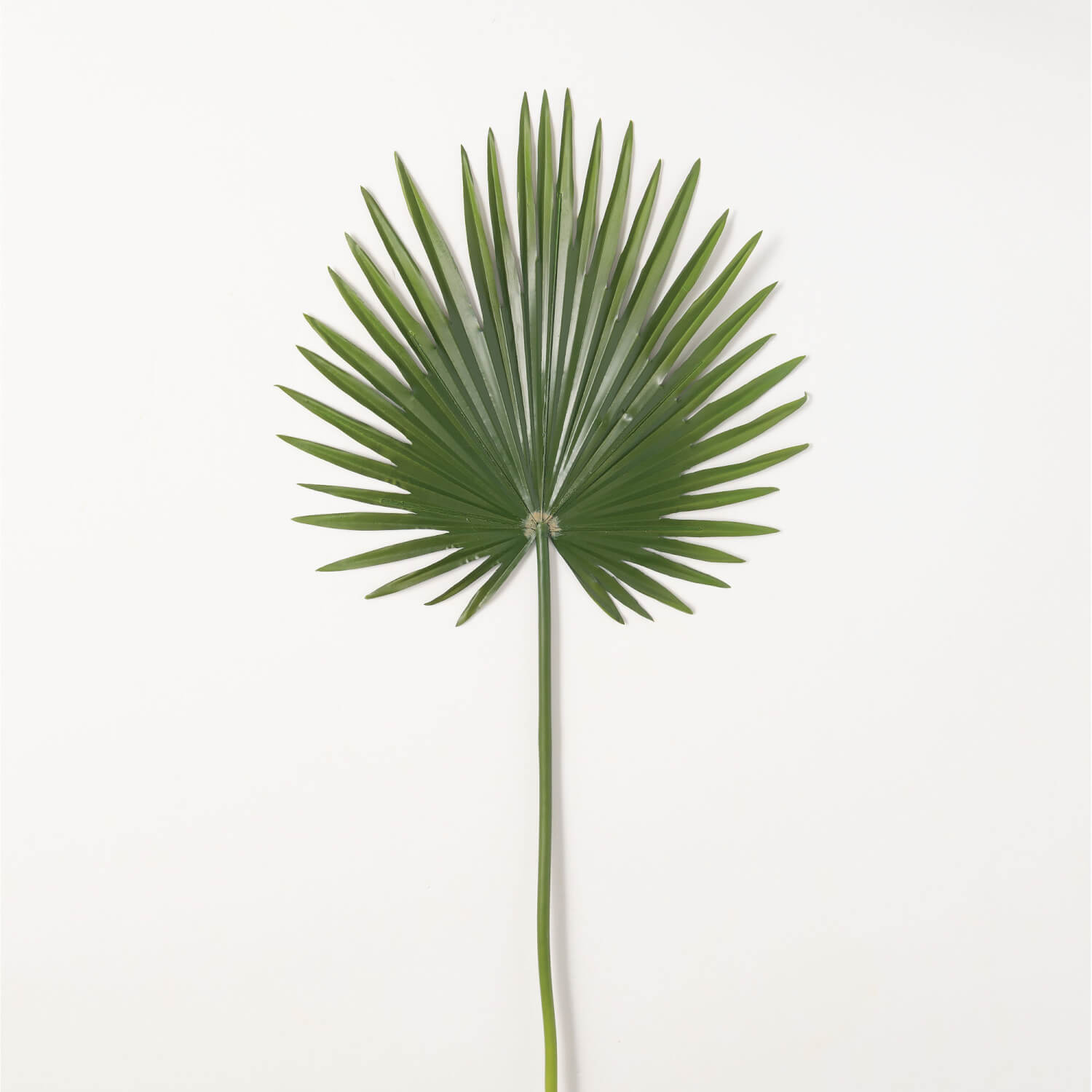 Palmetto Leaf