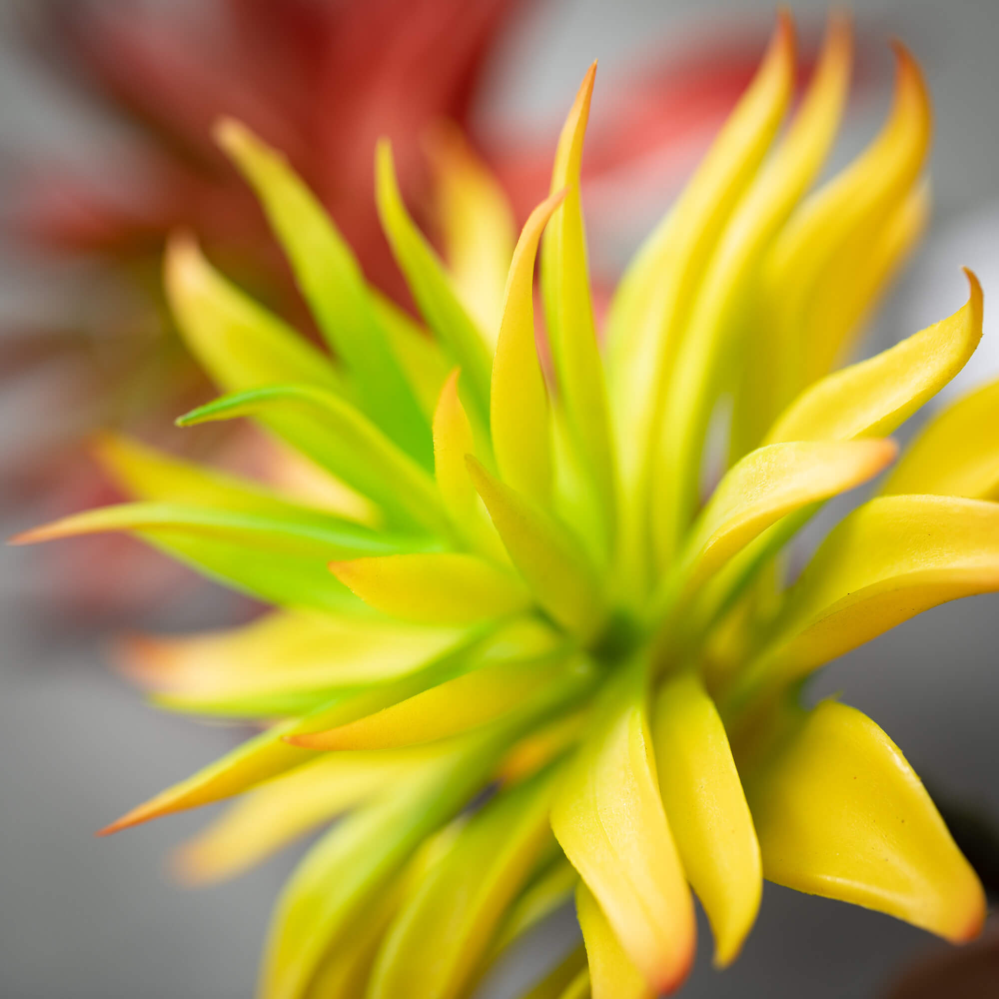 RED YELLOW SUCCULENT SPIKE