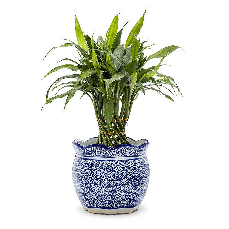 Abbott - Blue & White Scallop Edge Planter