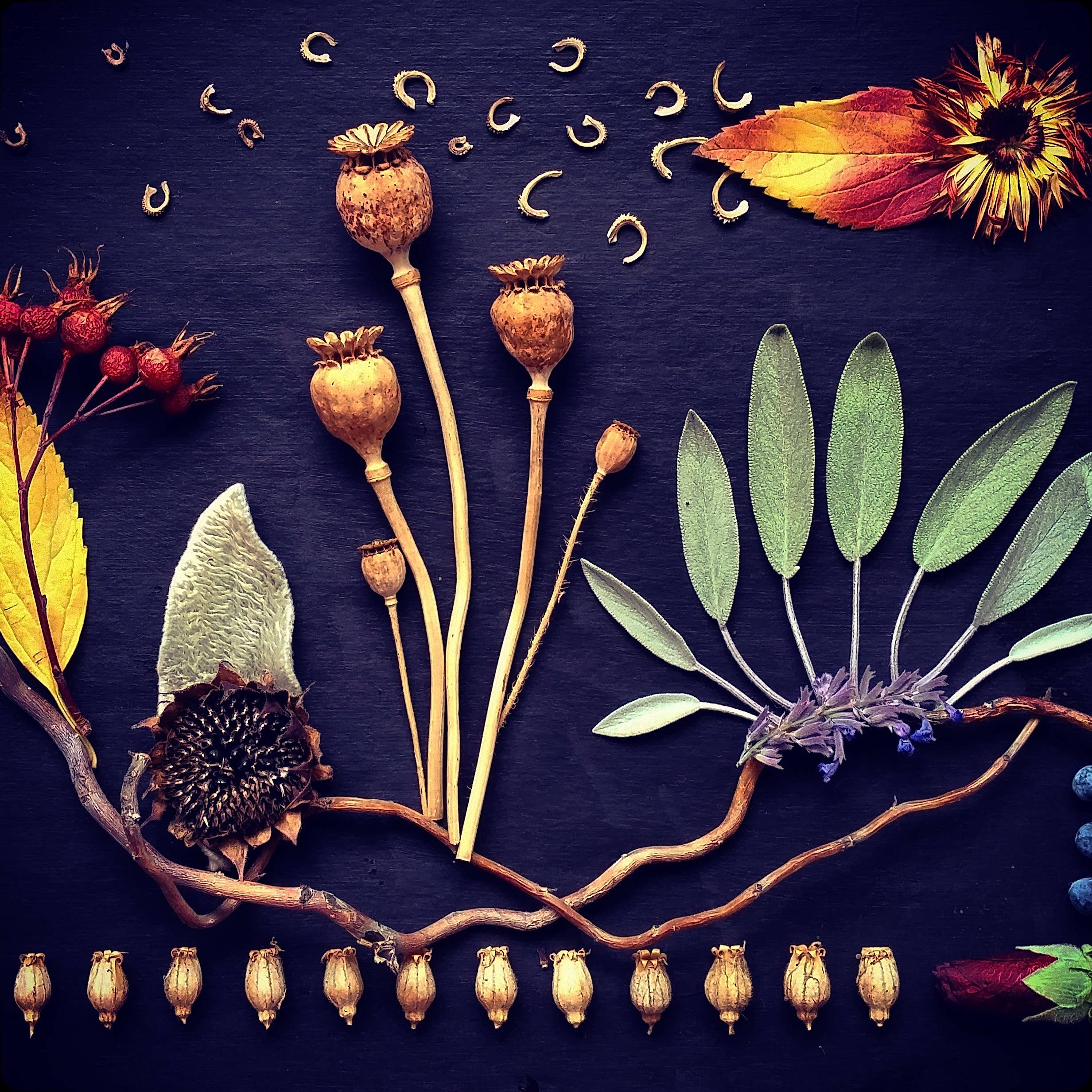Sarah Smiles Creations - Fall Magic • Botanical Greeting Card • Nature Art Photo