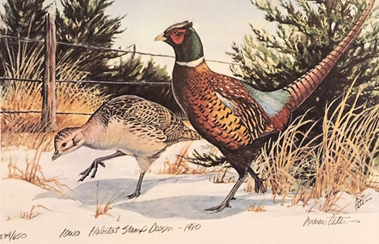 Pheasant Iowa Habitat Design, Andrew Peters