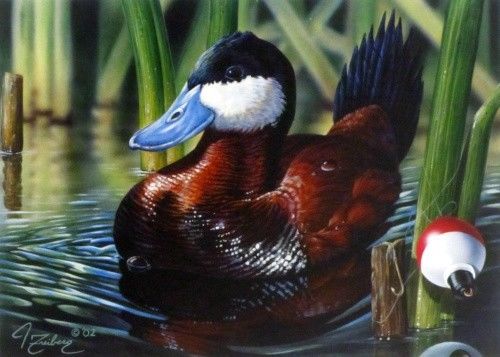 Minnesota Duck Print & Stamp, John Freilberg