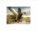 American Black Duck, Robert Hautman