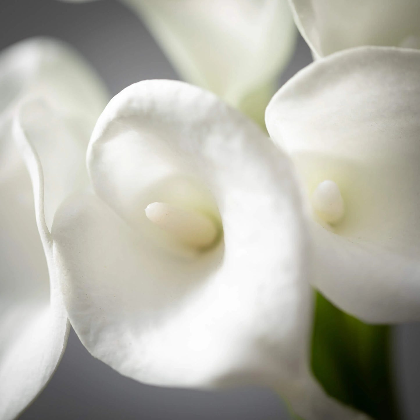 Cala Lily Bush