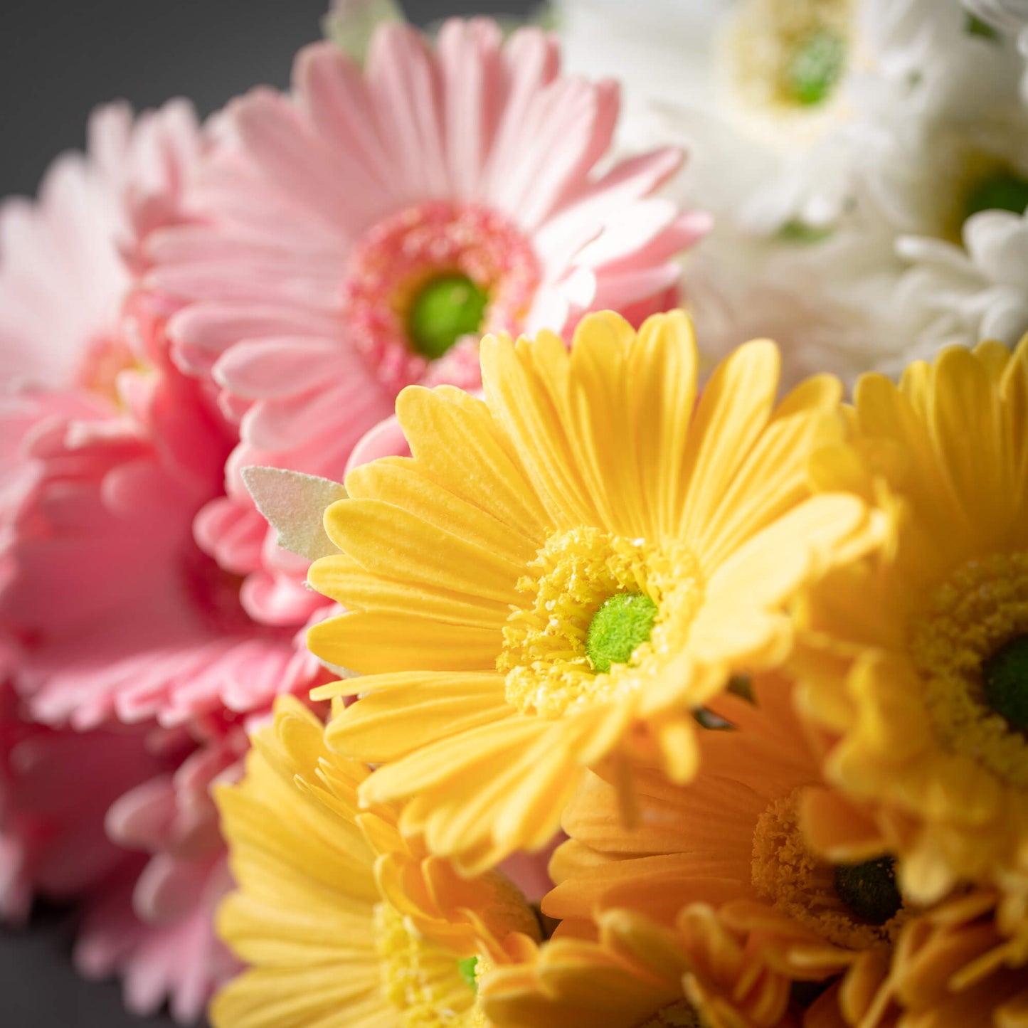 SPRING GERBERA DAISY BUSH