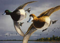 Greater Scaup, Jim Hautman
