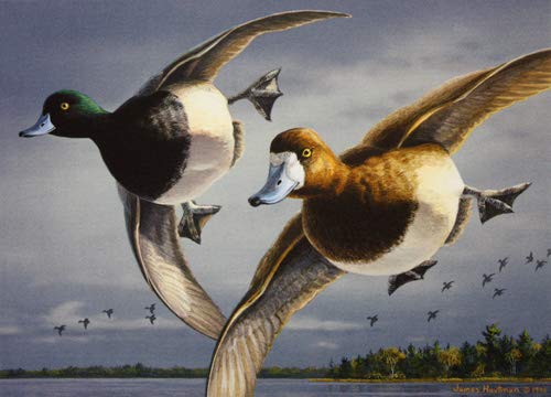 Greater Scaup, Jim Hautman