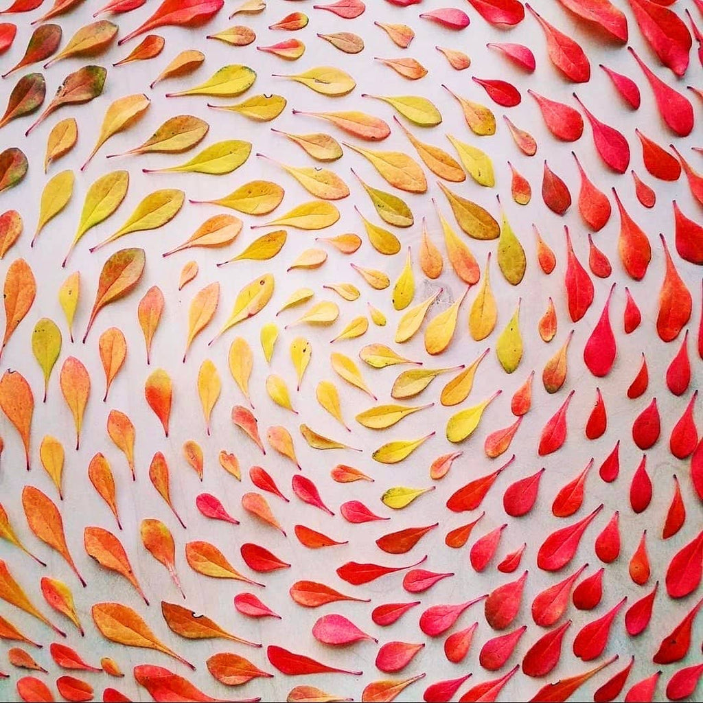 Sarah Smiles Creations - Leaf Swirl • Floral Greeting Card • Nature Art Photography
