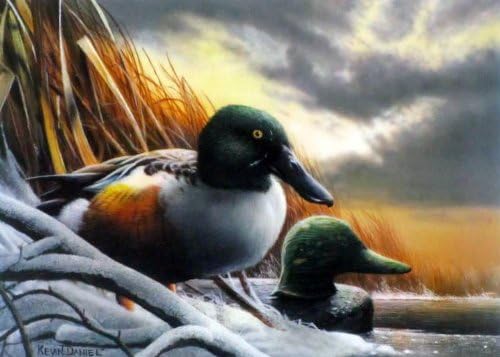 Shoveler Duck, Kevin Daniel