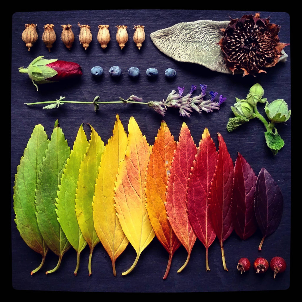 Sarah Smiles Creations - Fall Rainbow • Botanical Greeting Card • Nature Art Collage