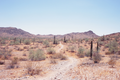 Tatiana Giacinti - 8x12 Film Photography Print