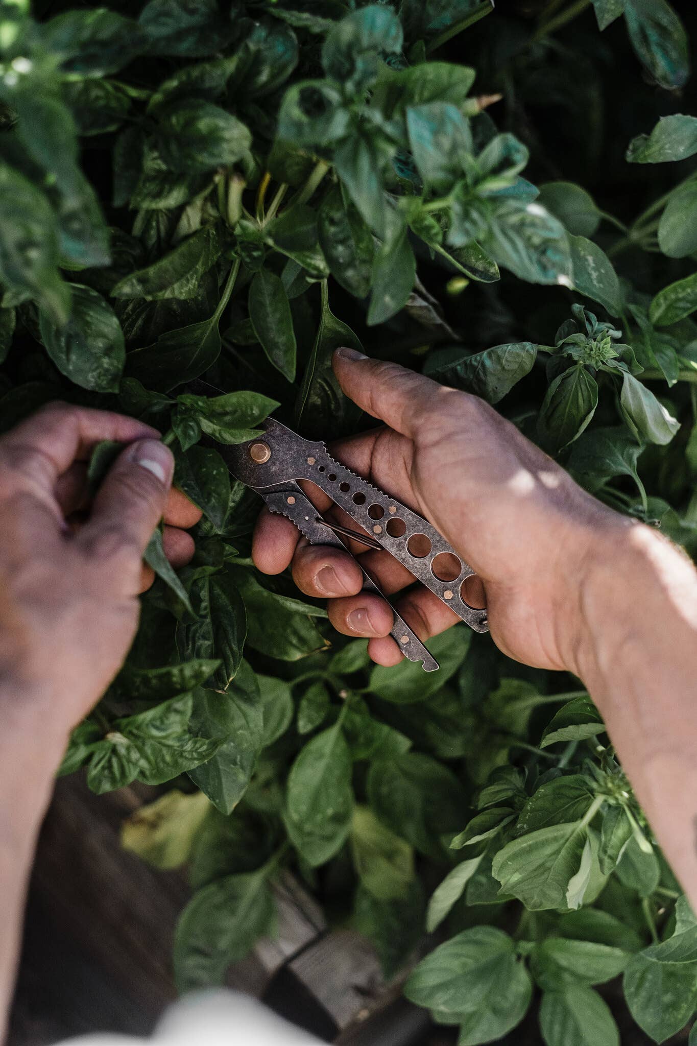 Barebones Herb Harvest + Strip Tool