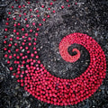 Sarah Smiles Creations - Hawthorn Berry Spiral • Botanical Greeting Card • Nature Art