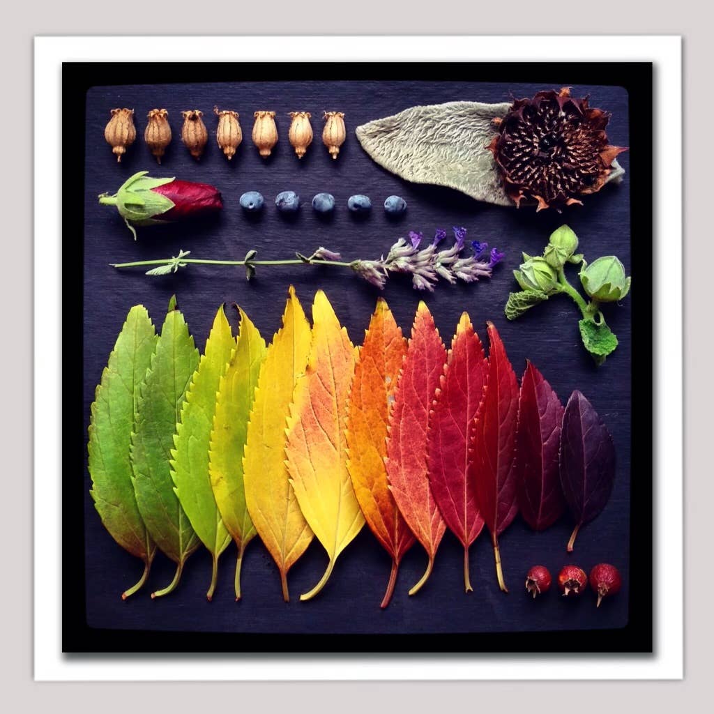 Sarah Smiles Creations - Fall Rainbow • Botanical Greeting Card • Nature Art Collage