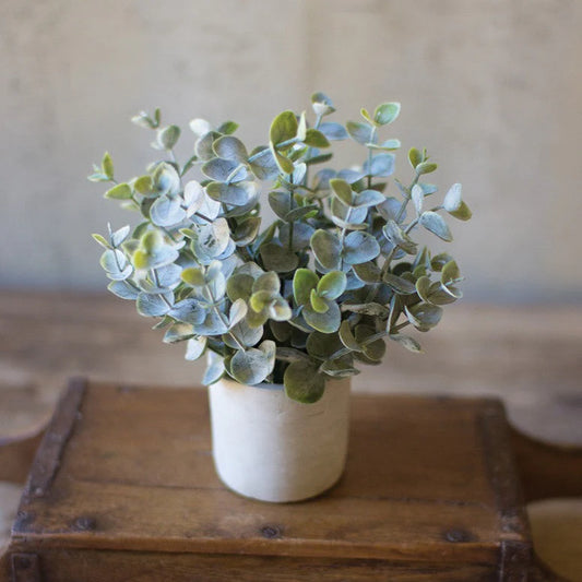 Boxwood Sage Plant (potted)