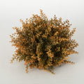 Cypress Orb