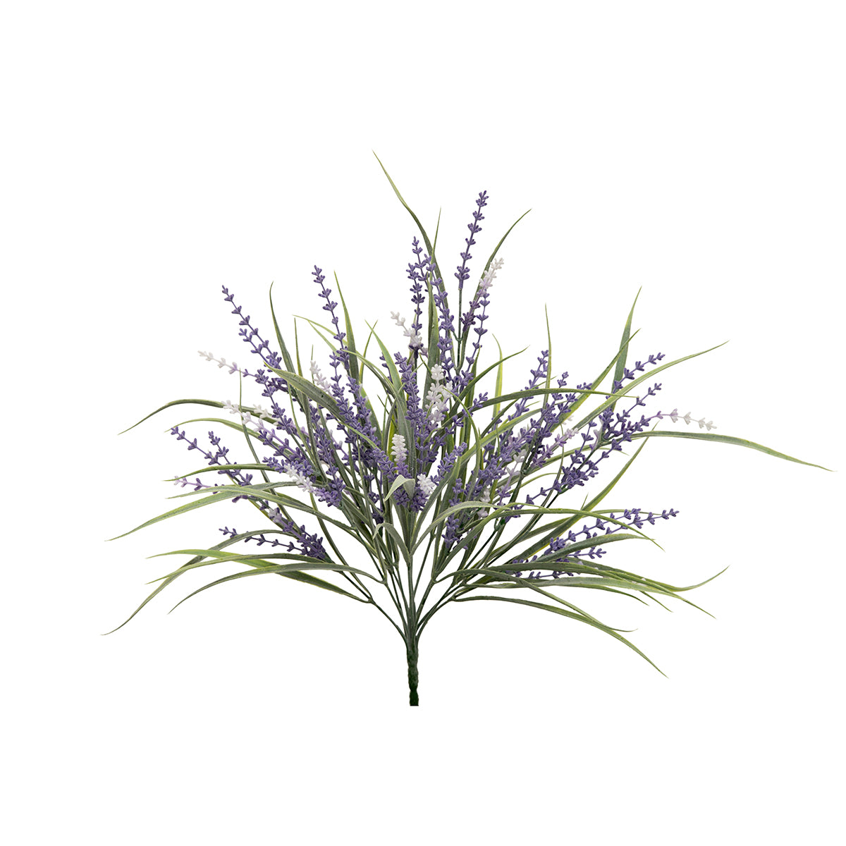 BUSH LAVENDER AND SPIKE GRASS