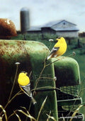 Golden Memories, Mark Bordignon