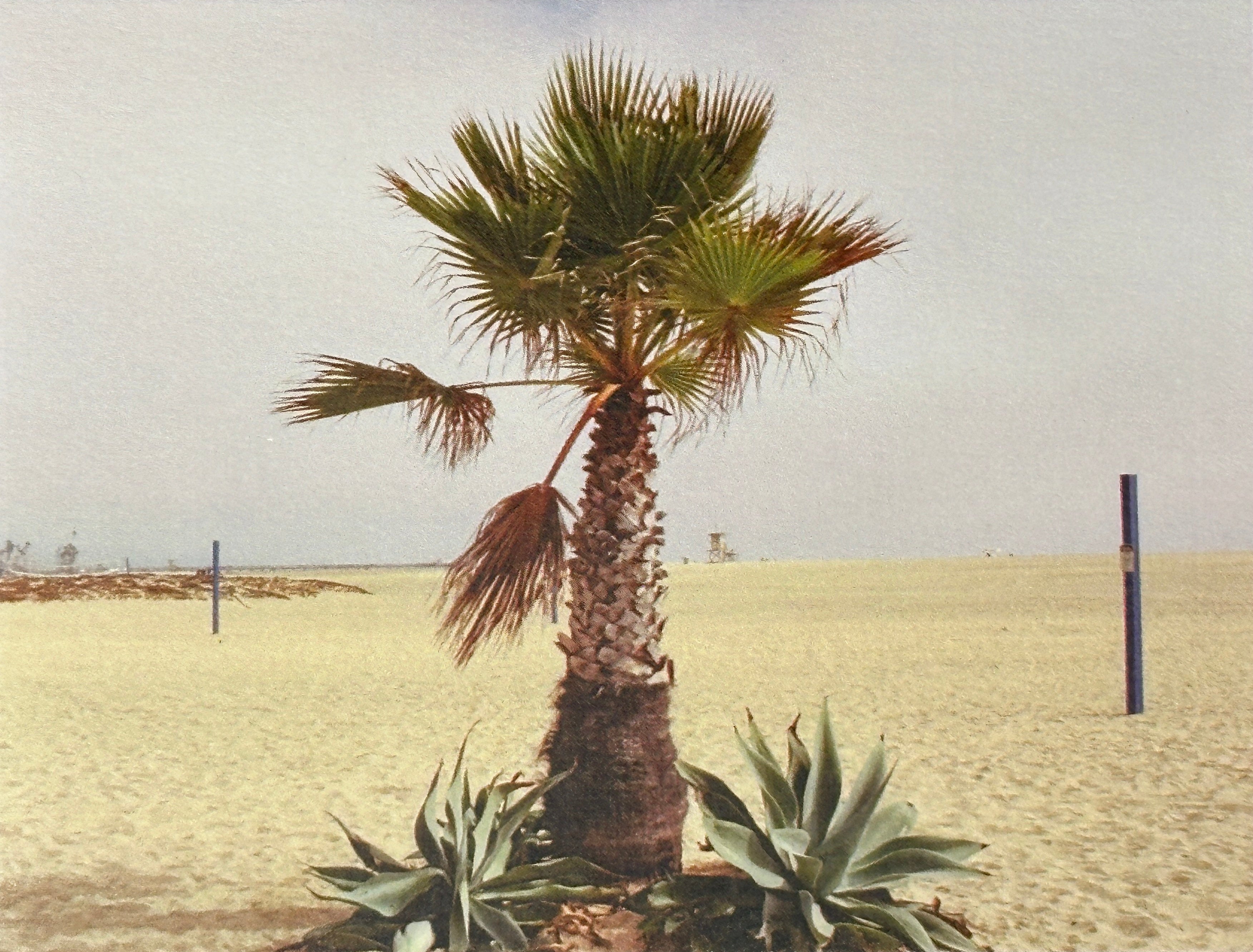 Tatiana Giacinti - Film Photograph Postcard