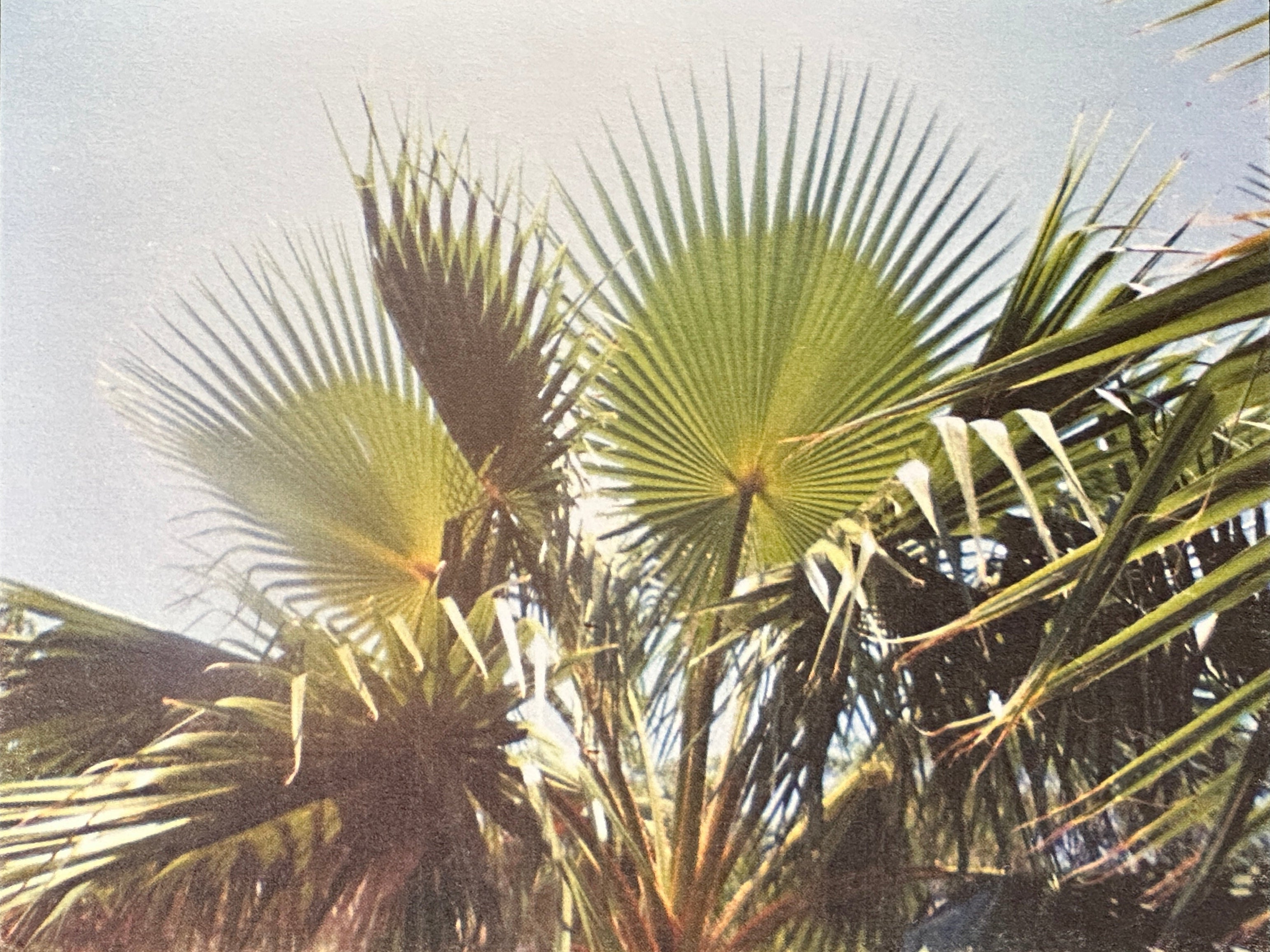 Tatiana Giacinti - Film Photograph Postcard