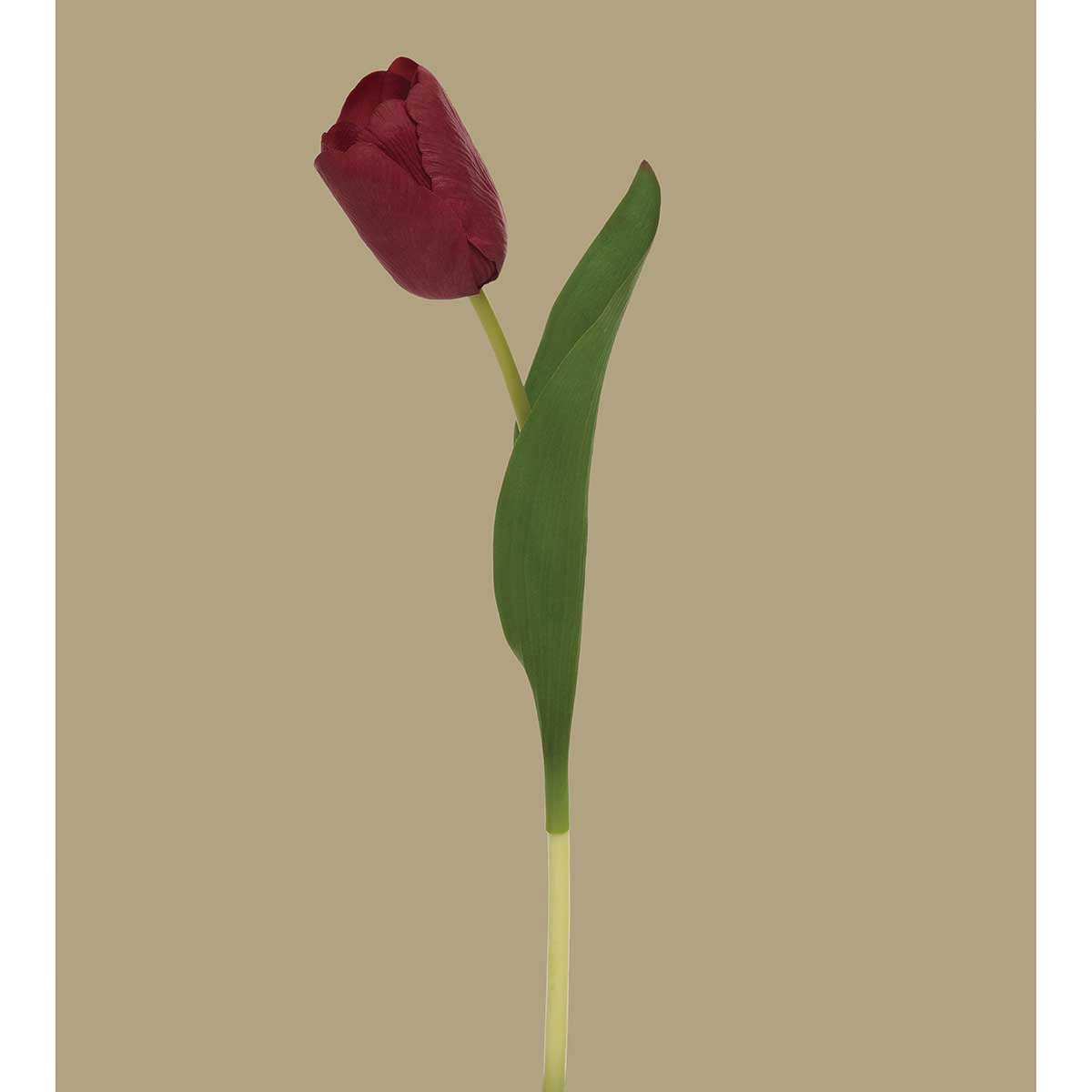 Dutch Tulip. Red