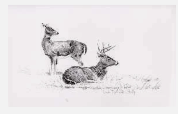 White Tailed Deer Study. Terry Redlin