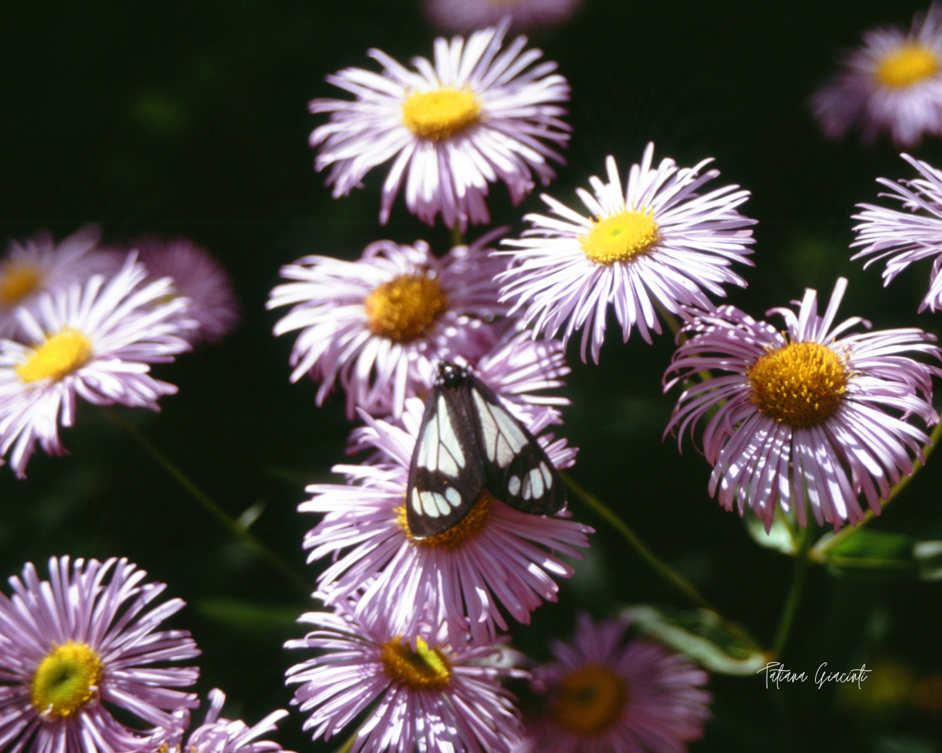 Tatiana Giacinti - 8x10 Film Photography Print