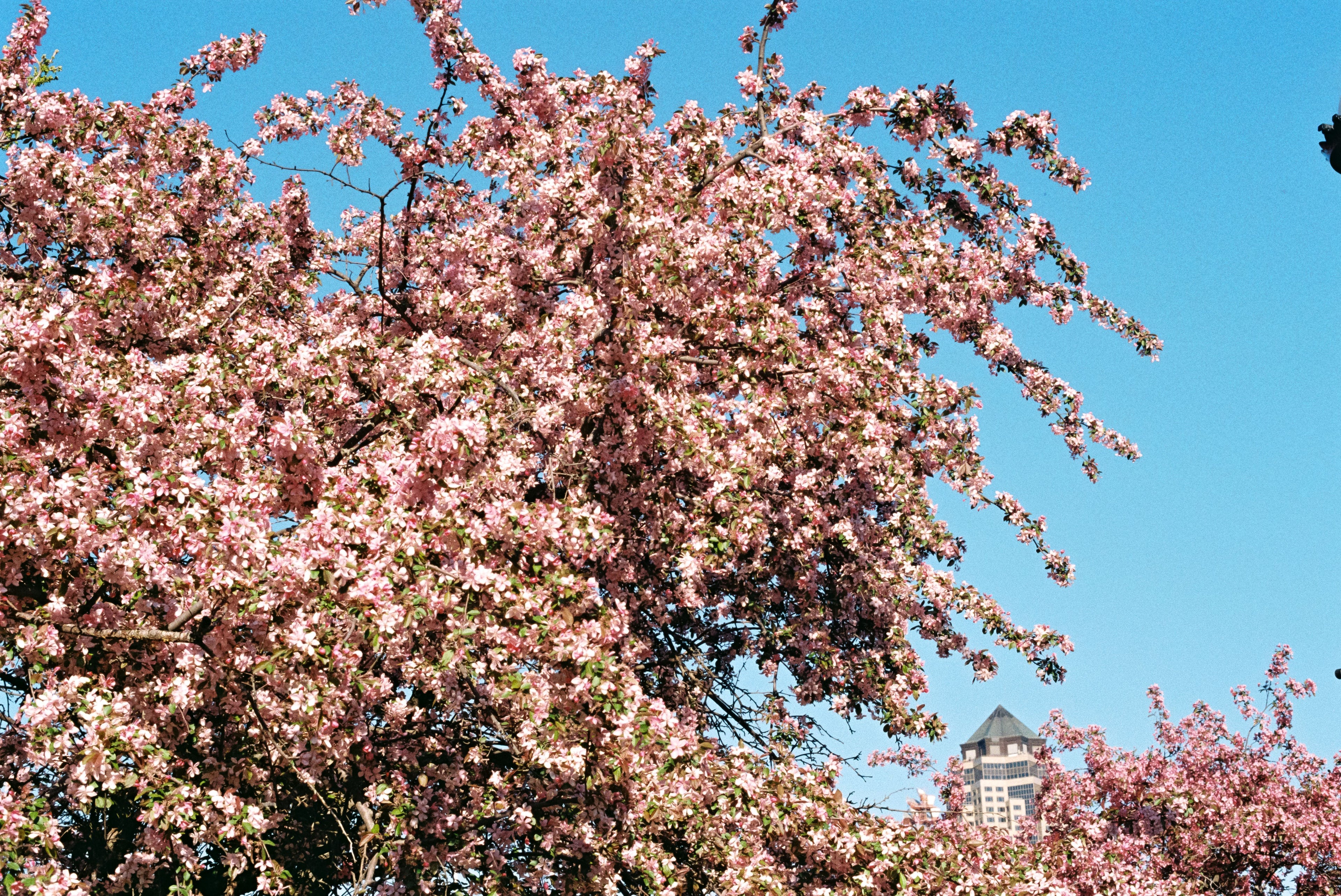 Tatiana Giacinti - 8x10 Film Photography Print