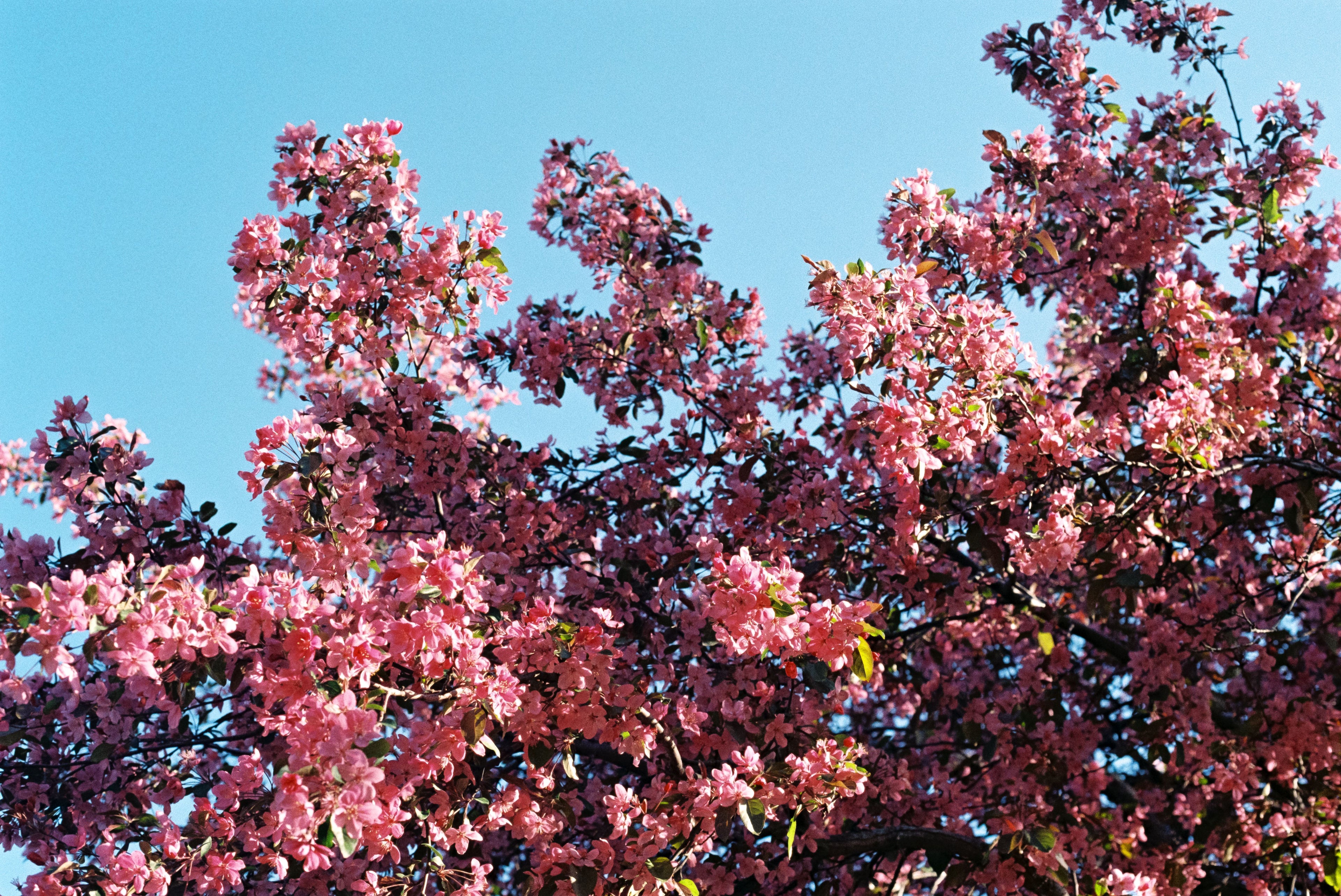 Tatiana Giacinti - 8x10 Film Photography Print