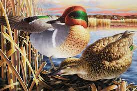 Green Wing Teal, John  House