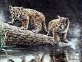 Reflections - Cougar, Charles Frace