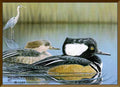 Hooded Merganser, Michael P. Frase